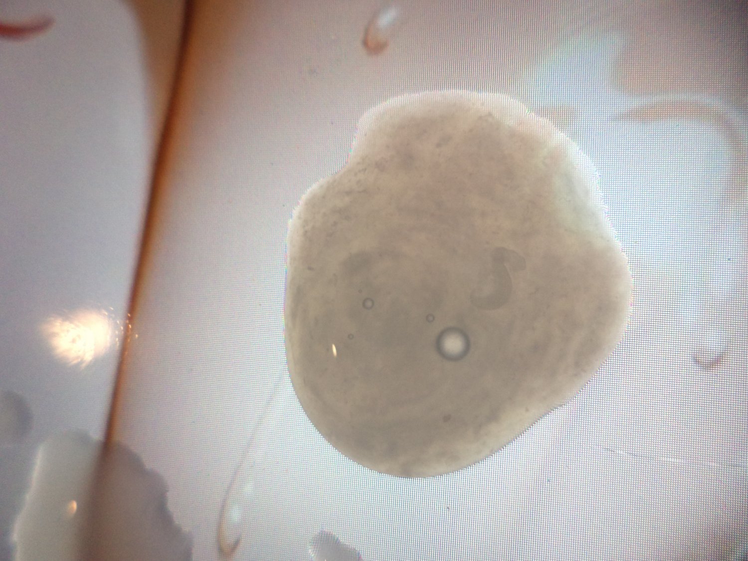 cum tribute - futa Malenia with slime #ONP3715b